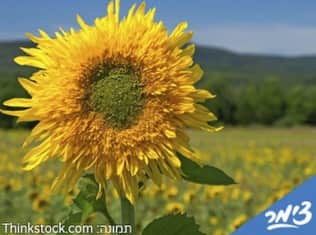 לדף הבית של חאן שקדי - קמפינג חניון לילה