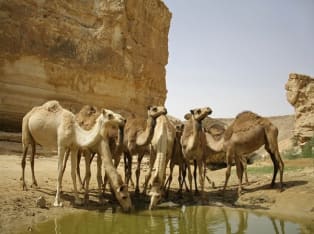 אטרקציות בים המלח - טיולי גמלים במדבר יהודה