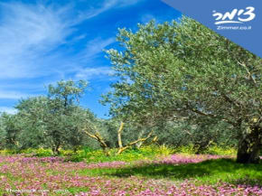 הצעות לצימרים לפסח 2017