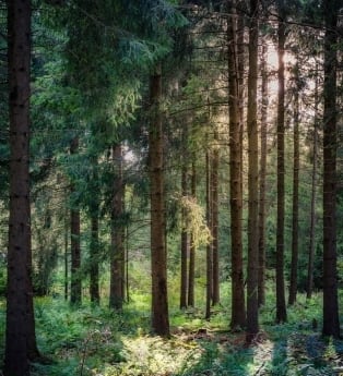יער חדרה ופארק השרון: הצעה לטיול אקולוגי ברגל או באופניים