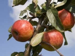 Agricultural Tourism 