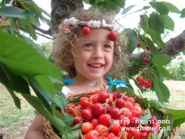 בוסתן בראשית בגולן   קטיף פירות עצמי - אטרקציה בעין זיוון