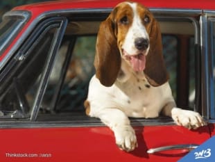 Pet-Friendly B&B Vacation in Israel