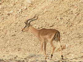 The Antelope Ranch