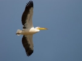The International Birdwatching Center of the Jordan Valley's page