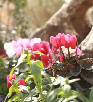 ל״ג בעומר: מסורת, טיולים בטבע וחופשה בצימר סביב החג