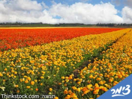 Israel country lodging and opportunities 's page