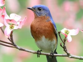 Birdwatching and Nature Tours