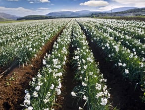 בקתות%20בנוף%20ירדן-בוקינג%20,%20בית%20הלל
