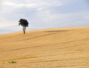 בקתות%20בנוף%20ירדן-בוקינג%20,%20בית%20הלל