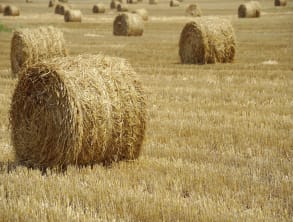 בקתות%20בנוף%20ירדן-בוקינג%20,%20בית%20הלל