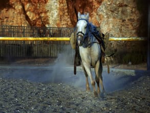 חוות%20מונפורטויטו%20,%20גורן