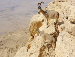 תיירות%20ערבה%20,%20ספיר