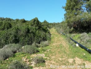ניווט%20עין%20צור%20-%20גן%20הנדיב%20,%20משפחת%20משש