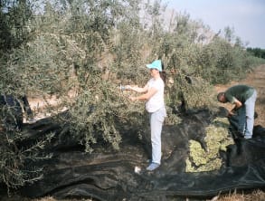 שמן%20זית%20-%20נענעים%20,%20עין%20איילה