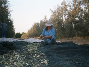 שמן%20זית%20-%20נענעים%20,%20עין%20איילה