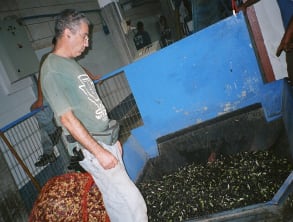 שמן%20זית%20-%20נענעים%20,%20עין%20איילה