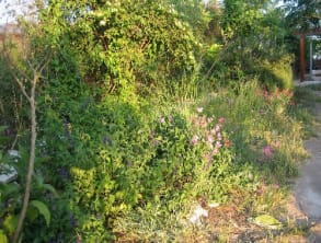 צימר%20נוף%20האלה%20,%20אביעזר