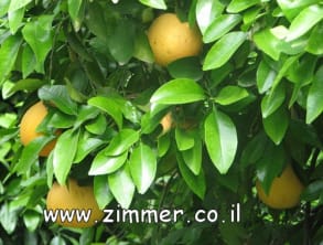 אצל%20אלי%20בפרדס%20,%20Innsbruck