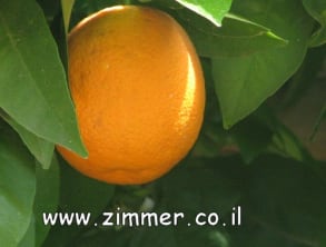 אצל%20אלי%20בפרדס%20,%20Innsbruck