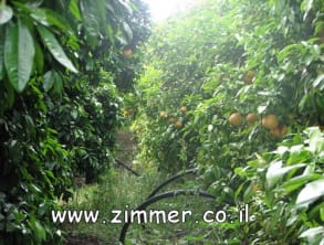 אצל%20אלי%20בפרדס%20,%20Innsbruck