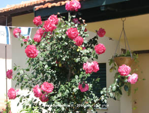 מדרחוב%20%20זכרון%20יעקב%20,%20זכרון%20יעקב