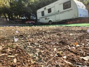 קרוואן%20עם%20חיוך%20בגולן%20,%20אודם