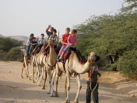 The Negev Camel Ranch- Mamshit