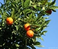 קראו עוד על קטיף עצמי של פירות הדר