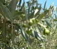קראו עוד על שמן הזית האיכותי של פאני ורוני