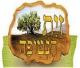 קראו עוד על זית הנטופה