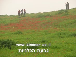 פסטיבל%20הכלניות%20בנגב%20,%20נגב%20מערבי
