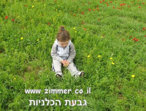 פסטיבל%20הכלניות%20בנגב%20,%20נגב%20מערבי
