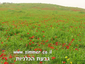 פסטיבל%20הכלניות%20בנגב%20,%20נגב%20מערבי