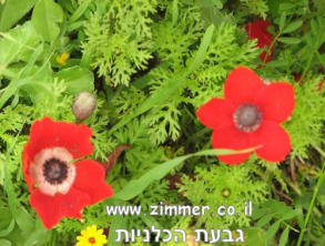פסטיבל%20הכלניות%20בנגב%20,%20נגב%20מערבי