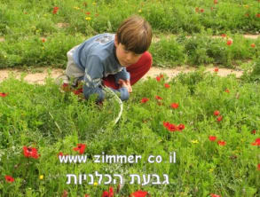 פסטיבל%20הכלניות%20בנגב%20,%20נגב%20מערבי