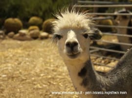 The Alpaca Farm