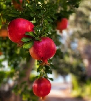 חגי תשרי: מסורת, התחדשות, טיולים ונופש
