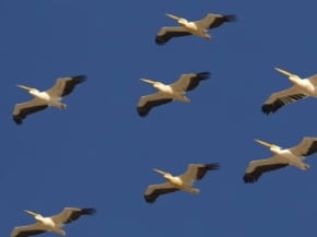 הציפורים שרות בעמק המעיינות