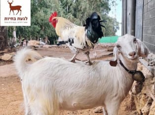 לגעת בחיות - ספארי לילדים - אטרקציה בצפון